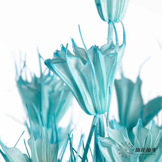 永生花材 | 八角草海盐蓝 商品图1