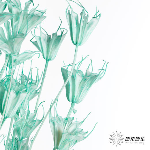 永生花材 | 八角草蒂芙尼蓝 商品图2