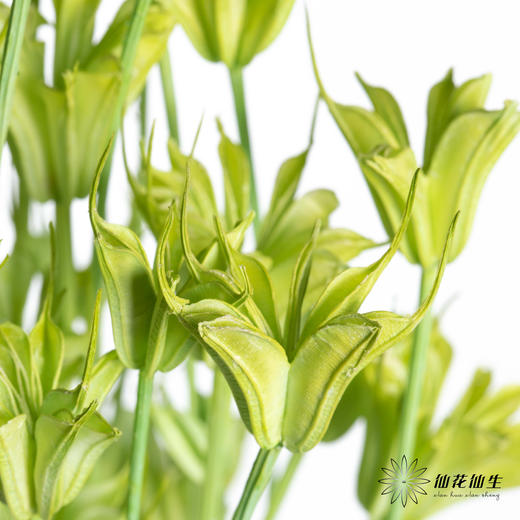 永生花材 | 八角草绿色 商品图0