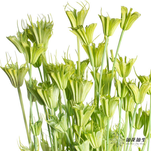 永生花材 | 八角草绿色 商品图2