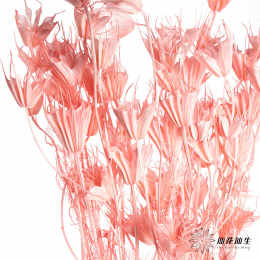 永生花材 | 八角草粉色 商品图2