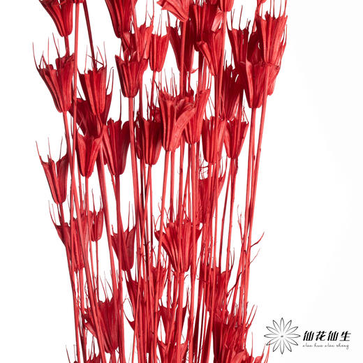 永生花材 | 八角草红色 商品图2