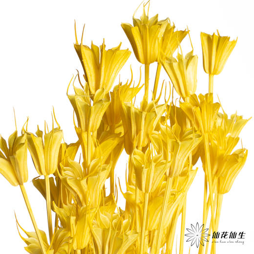 永生花材 | 八角草黄色 商品图1