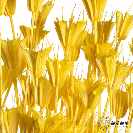 永生花材 | 八角草黄色 商品图0