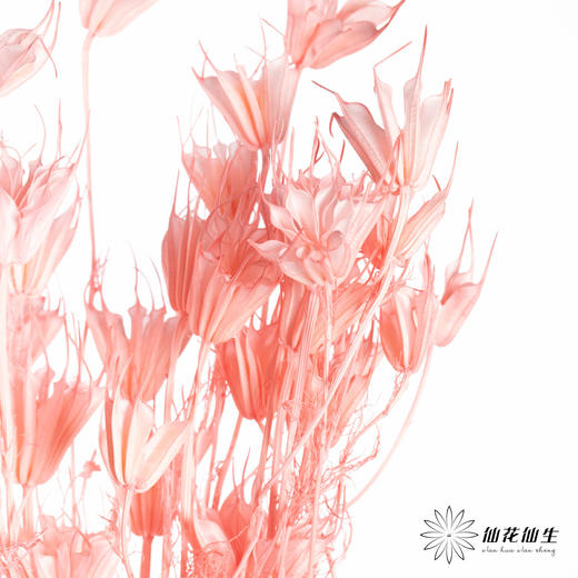 永生花材 | 八角草粉色 商品图3