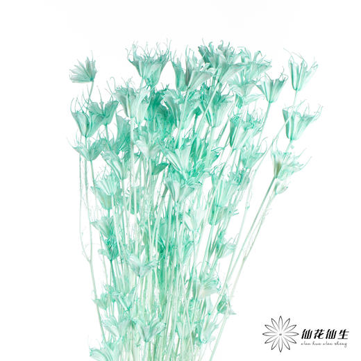 永生花材 | 八角草蒂芙尼蓝 商品图3