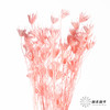 永生花材 | 八角草粉色 商品缩略图4