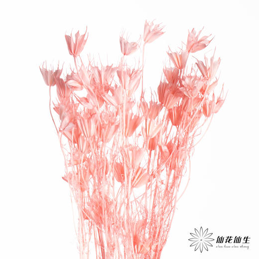 永生花材 | 八角草粉色 商品图4