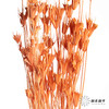 永生花材 | 八角草橙色 商品缩略图1
