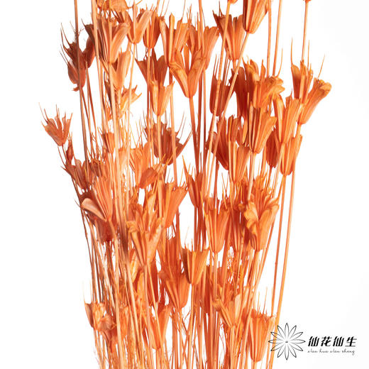 永生花材 | 八角草橙色 商品图1