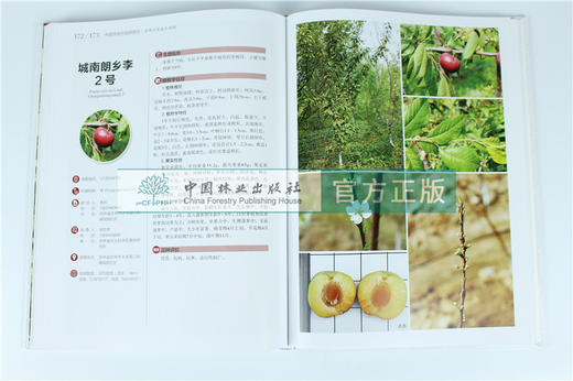 中国果树地方品种图志 中国李地方品种图志 9395 中国林业出版社 畅销书籍 商品图4