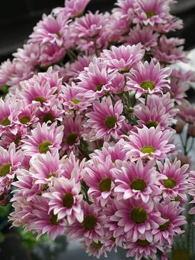 【周四秒杀】典韵小雏菊8支39.8元