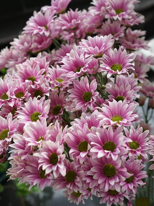 【周四秒杀】典韵小雏菊8支39.8元 商品图0