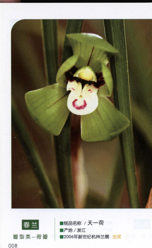 2006国兰名品精选 4713 口袋书 兰花世界 收藏图册 春兰春剑莲瓣兰惠兰四季兰瓣型类蝶花类奇花类色(素)花类 中国林业出版社畅销书 商品图2