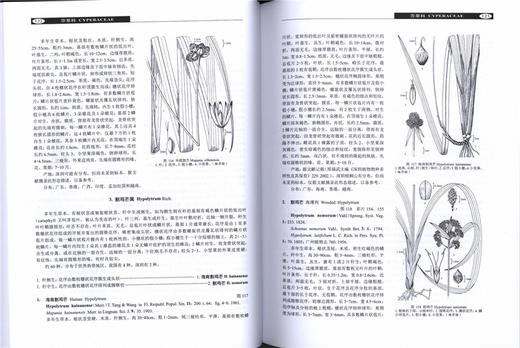 深圳植物志 第4卷 8309 深圳市中国科学院仙湖植物园 2800多种植物 野生植物 悠久栽培历史的植物 园林植物 中国林业出版社畅销书 商品图1