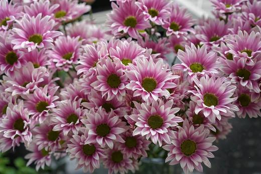 【周四秒杀】典韵小雏菊8支39.8元 商品图2