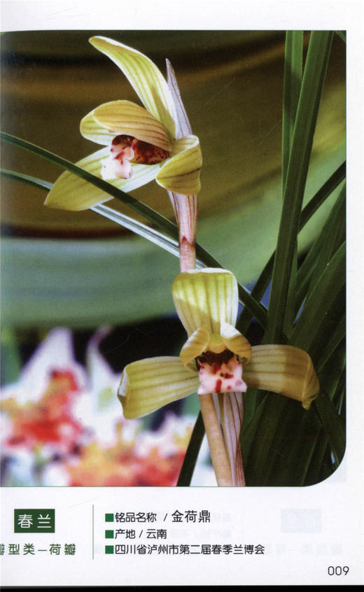 2006国兰名品精选 4713 口袋书 兰花世界 收藏图册 春兰春剑莲瓣兰惠兰四季兰瓣型类蝶花类奇花类色(素)花类 中国林业出版社畅销书 商品图4