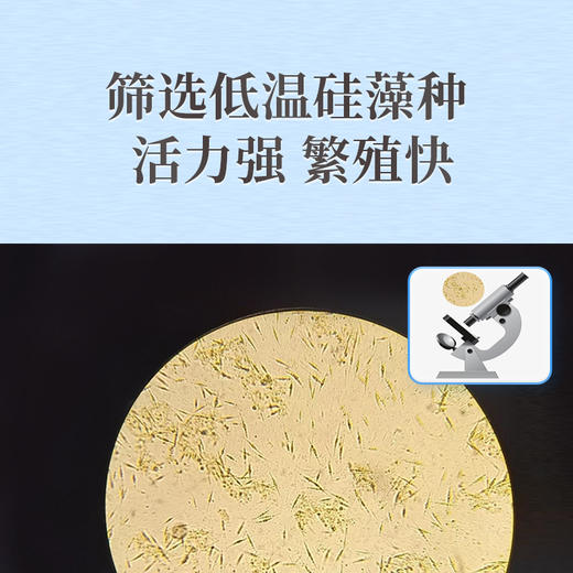 华畜硅藻种源500g 低温藻种肥水培饵 活力强繁殖快 可搭配肥水膏使用 商品图2