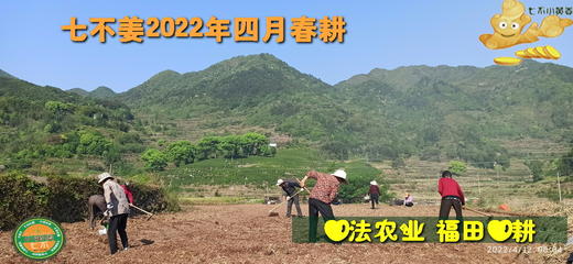 2024年秋收 七不小黄姜鲜姜生姜3斤/6斤/10斤包邮  辛辣鲜香 明德生态姜园心法农业恭献 商品图3