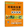 七册包邮 柑橘病虫害诊断防治 柑橘整形修剪 柑橘缺素症状及矫正技术 柑橘水肥一体化技术 柑橘生产精细管理 绿色食品柑橘300问 商品缩略图4