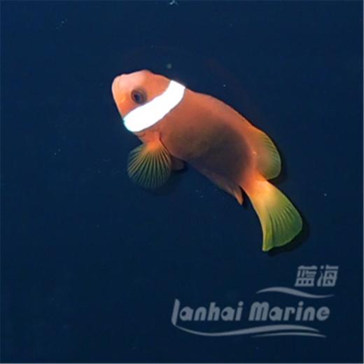 印尼黑红小丑 商品图6