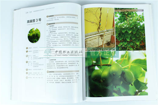 中国果树地方品种图志 中国猕猴桃地方品种图志 9400 中国林业出版社 畅销书籍 商品图1