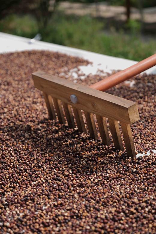  真正三蒸三晒祛湿茶，品一缕阳光的味道，简单平凡的祛湿茶 250g*2 瓶，赤小豆薏仁芡实祛湿茶 散发纯正食材的魅力 商品图10