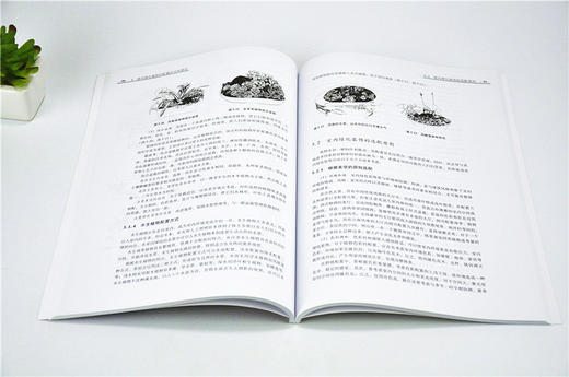 室内绿化应用设计 第2版 周吉林9235 空间环境山石景装饰类型水景盆景插花栽培观赏植物普通高等教育十三五规划教材中国林业出版社 商品图3