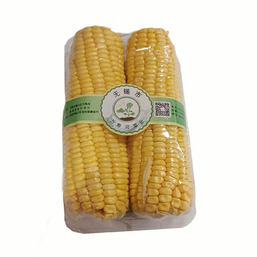 【万寿河净菜】万寿河甜玉米【2根装】香甜软糯 商品图0