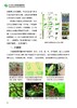 植物组培快繁彩图详解 焦顺然 吕秀立 杨风岭  樊菲 植物组织培养技术书籍  0821中国林业出版社239页 商品缩略图3