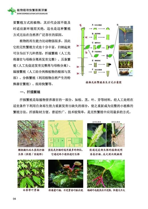 植物组培快繁彩图详解 焦顺然 吕秀立 杨风岭  樊菲 植物组织培养技术书籍  0821中国林业出版社239页 商品图3