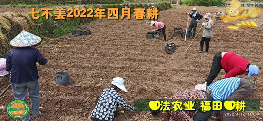 2023年秋收 七不小黄姜鲜姜生姜6斤/10斤包邮  辛辣鲜香 明德生态姜园心法农业恭献 商品图2