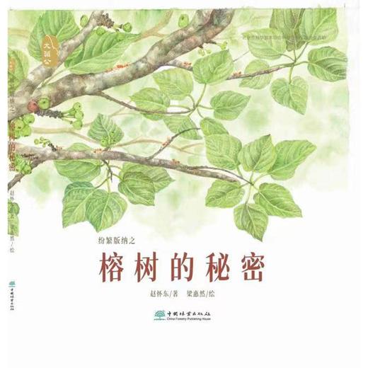 纷繁版纳之 榕树的秘密 大湄公的自然脉络系列  1405 中国林业出版社 商品图0