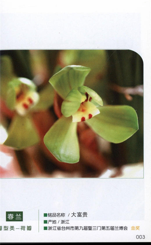 2006国兰名品精选 4713 口袋书 兰花世界 收藏图册 春兰春剑莲瓣兰惠兰四季兰瓣型类蝶花类奇花类色(素)花类 中国林业出版社畅销书 商品图3