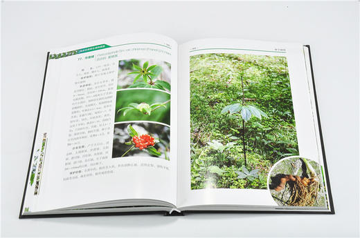 临安珍稀野生植物图鉴 9331 夏国华 梅爱君 主编 植物保护 气候条件 地形地貌 山脉 水系 土壤 森林植被 中国林业出版社 畅销书 商品图4