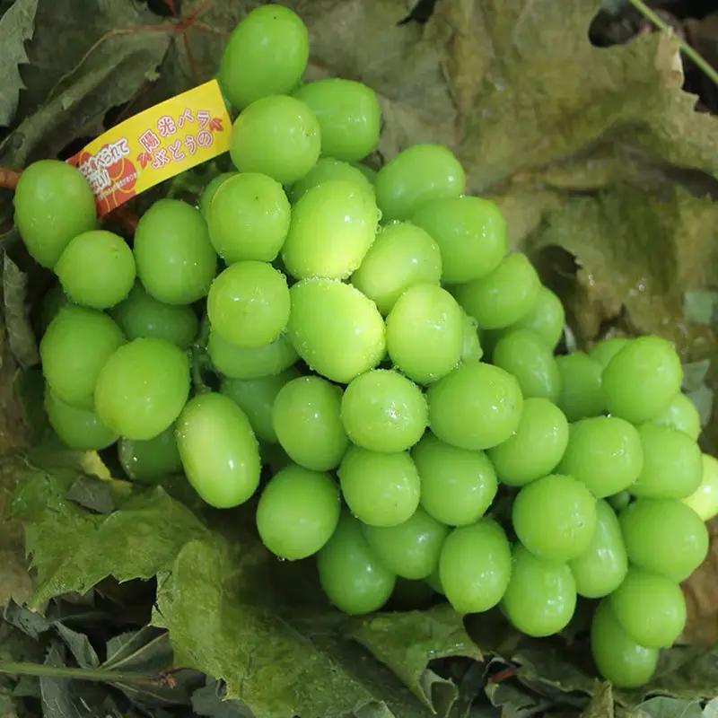 云南(建水)阳光玫瑰青提 当季新鲜无籽葡萄 日本品种晴王提子
