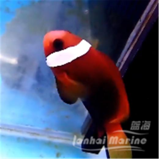 印尼黑红小丑 商品图3