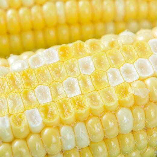 云南水果玉米，新鲜现发，爆浆多汁，甜嫩好吃，水煮都好吃 商品图3