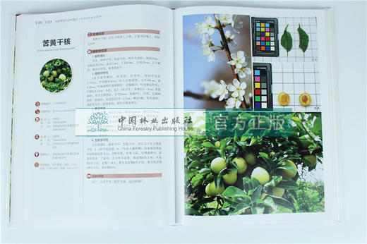 中国果树地方品种图志 中国李地方品种图志 9395 中国林业出版社 畅销书籍 商品图3