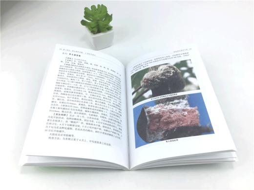 园林绿化养护手册 6712 修剪常见园林树木病害防治刺吸式害虫食叶蛀干地下草坪主要病虫害 园林植物病虫种类 施肥技术草坪养护管理 商品图3