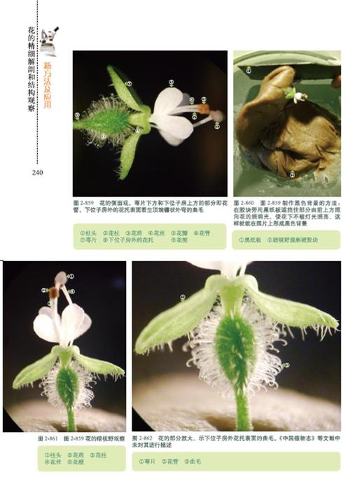 花的精细解剖和结构观察新方法及应用 9328  植物形态学 分类学 解剖学 花的三维重建中国林业出版社官方直营正版 商品图2