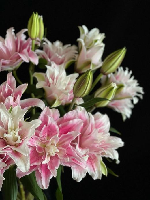 重瓣百合伊莎贝拉2头5枝