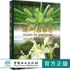 深圳植物志 第4卷 8309 深圳市中国科学院仙湖植物园 2800多种植物 野生植物 悠久栽培历史的植物 园林植物 中国林业出版社畅销书 商品缩略图0
