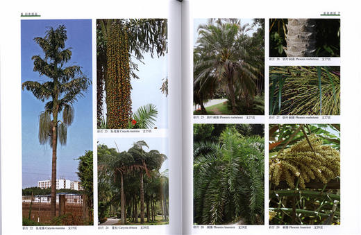 深圳植物志 第4卷 8309 深圳市中国科学院仙湖植物园 2800多种植物 野生植物 悠久栽培历史的植物 园林植物 中国林业出版社畅销书 商品图2