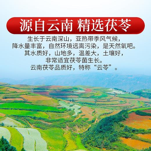 庄民 茯苓 大颗白茯苓块 颗颗精选无碎 非茯苓粉 花草茶叶泡水200g/罐 商品图5