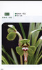 2006国兰名品精选 4713 口袋书 兰花世界 收藏图册 春兰春剑莲瓣兰惠兰四季兰瓣型类蝶花类奇花类色(素)花类 中国林业出版社畅销书 商品缩略图1