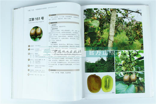 中国果树地方品种图志 中国猕猴桃地方品种图志 9400 中国林业出版社 畅销书籍 商品图3