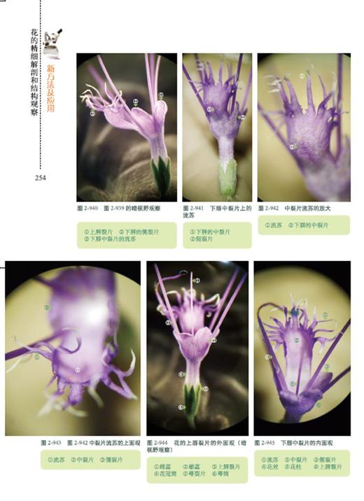 花的精细解剖和结构观察新方法及应用 9328  植物形态学 分类学 解剖学 花的三维重建中国林业出版社官方直营正版 商品图3
