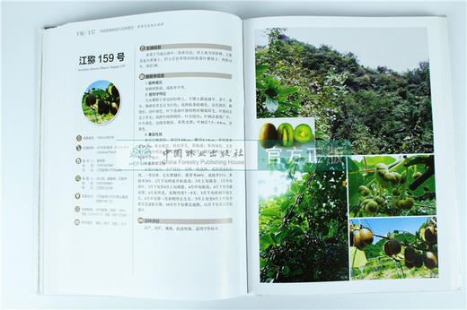 中国果树地方品种图志 中国猕猴桃地方品种图志 9400 中国林业出版社 畅销书籍 商品图4