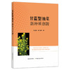 甘蓝型油菜新种质创新 29324 菜籽 油菜品种 油菜种植 油料作物 榨油 商品缩略图1